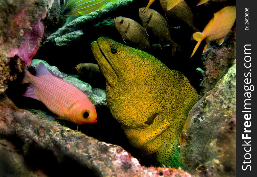 This giant moray has a nickname called Elvis & has made a home underneath the Seaventures Oilrig Resort, Mabul Island in Malaysia.