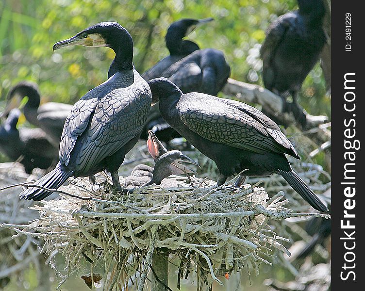 Black cormorans feeding their nestlings. Black cormorans feeding their nestlings