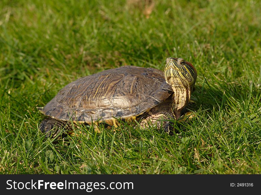 My Turtle in gras doing a warm sunbath. My Turtle in gras doing a warm sunbath