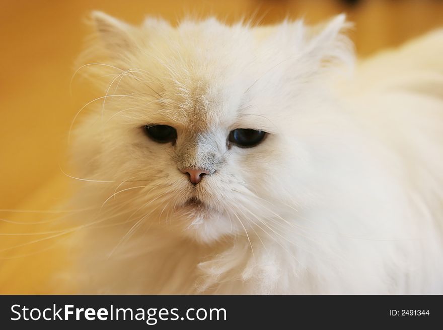 Close-up of a cute white Persian cat