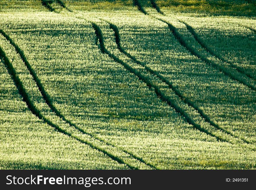 Sloping green fields of wheat lined with tractor tire tracks. Sloping green fields of wheat lined with tractor tire tracks.