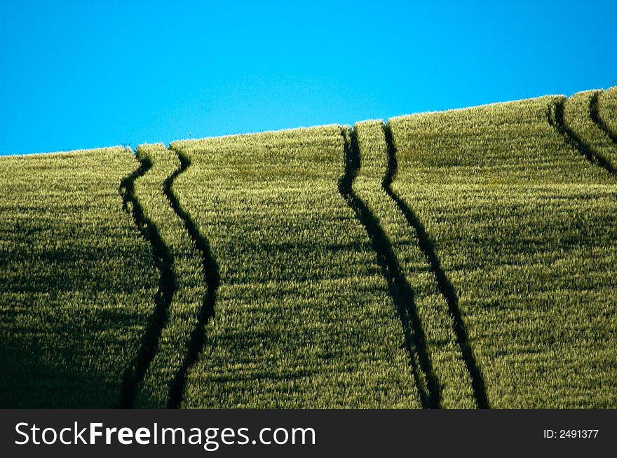 Sloping green fields of wheat lined with tractor tire tracks. Sloping green fields of wheat lined with tractor tire tracks.