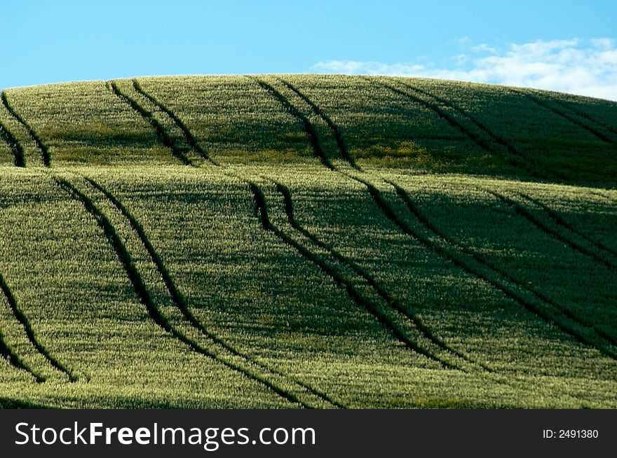 Sloping green fields of wheat lined with tractor tire tracks. Sloping green fields of wheat lined with tractor tire tracks.