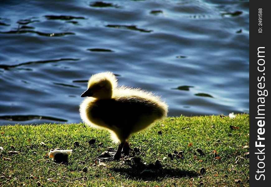 A baby chick away from its mother