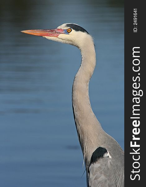 Portrait of a grey heron looking up. Portrait of a grey heron looking up