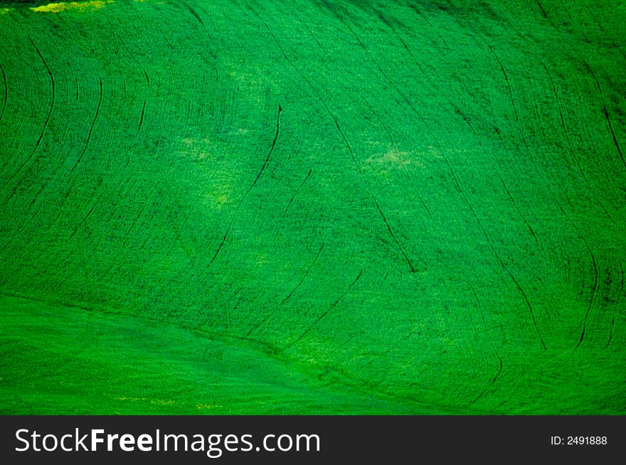 Green background of freshly sprouted wheat growing on the slope of a hill in the Tuscany region of Italy. Green background of freshly sprouted wheat growing on the slope of a hill in the Tuscany region of Italy.