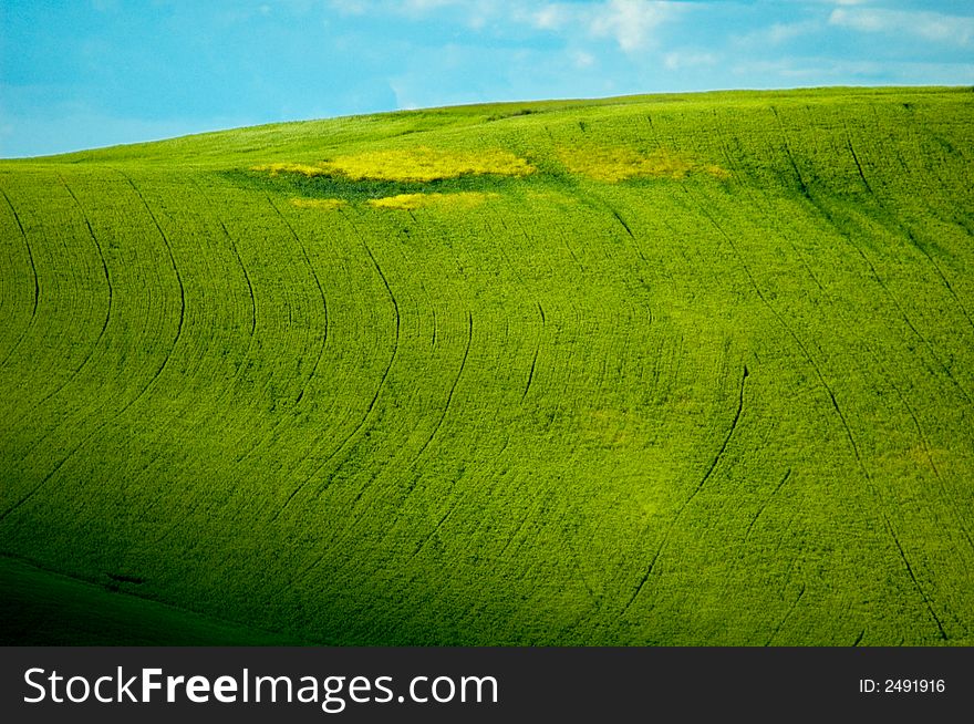 Green sloping wheat fields in the Tuscany region of Italy. Green sloping wheat fields in the Tuscany region of Italy.