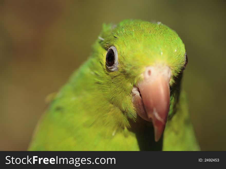 A green parrot close-up with out of focus background.