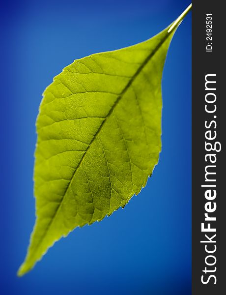 Green Leaf  (selective Focus)