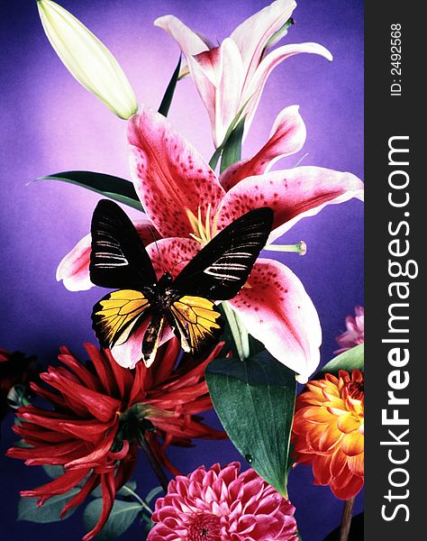 Bouquet of flowers and butterfly, (studio, flash light, 35-mm. slide). Bouquet of flowers and butterfly, (studio, flash light, 35-mm. slide).