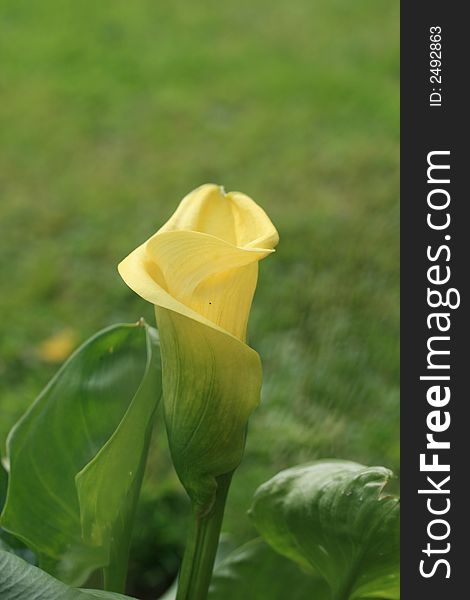 A Zantedeschia plant in bloom with a bright yellow flower