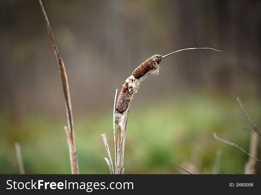 Forest, May sunny afternoon, near Kovrov town, last year`s rush. Forest, May sunny afternoon, near Kovrov town, last year`s funguses near stump. Forest, May sunny afternoon, near Kovrov town, last year`s rush. Forest, May sunny afternoon, near Kovrov town, last year`s funguses near stump.