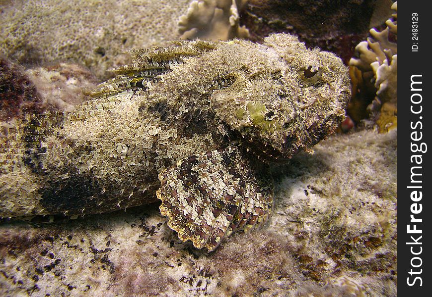 This scorpion fish has started to spead it's fins. This is where the danger is as the poison gets delivered from the tips of the fins. This scorpion fish has started to spead it's fins. This is where the danger is as the poison gets delivered from the tips of the fins.