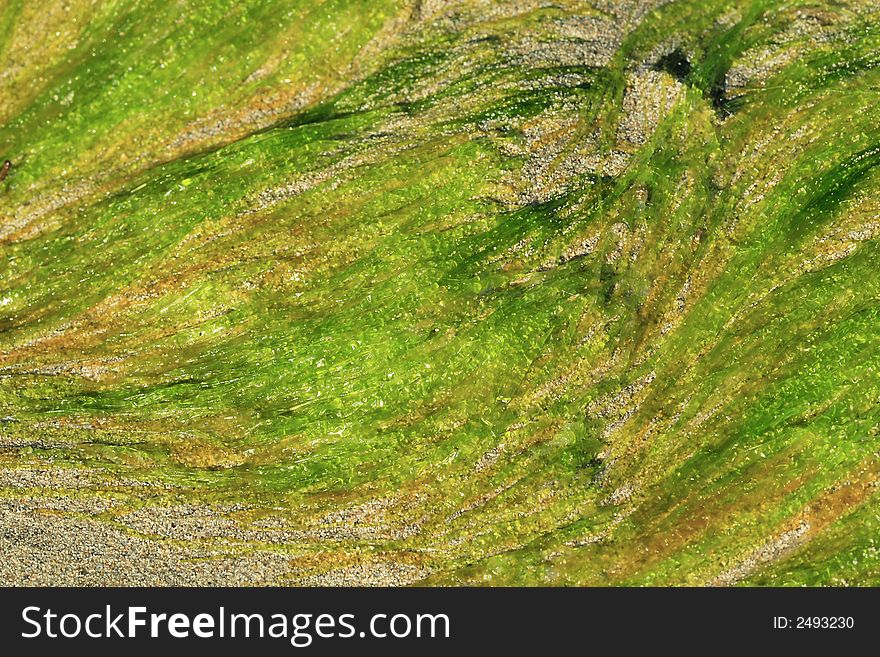 Close up of algae on sand on a tropical beach in Puerto Rico