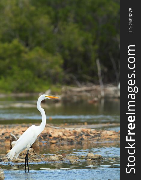 White egret standing and waiting for the food