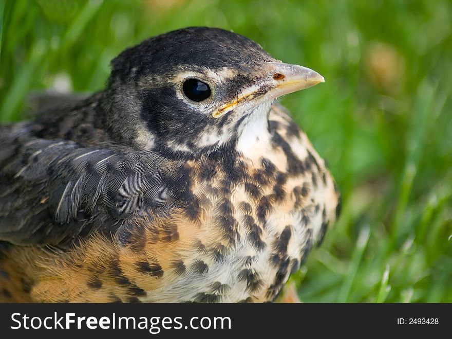 Not quite ready to fly off - a juvenile robin, hiding in the grass.