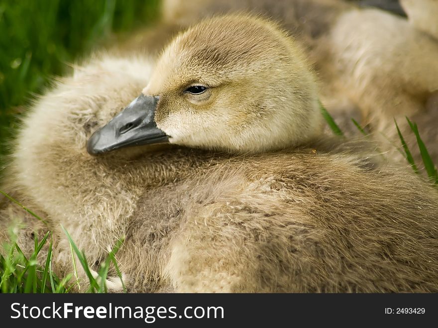 A clutch of new Canada Geese, looking impossibly cute. A clutch of new Canada Geese, looking impossibly cute.