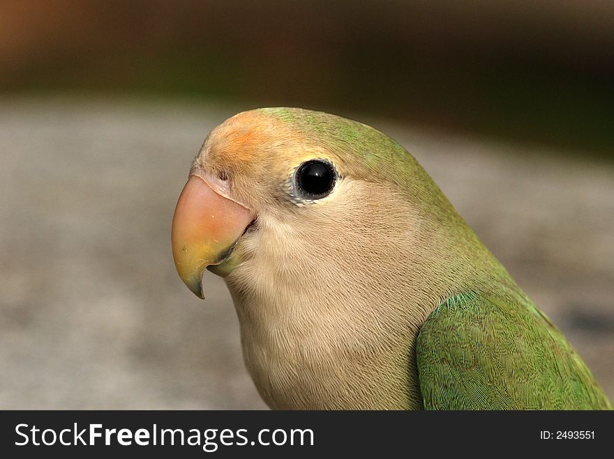 Beautiful Parrot Pet
