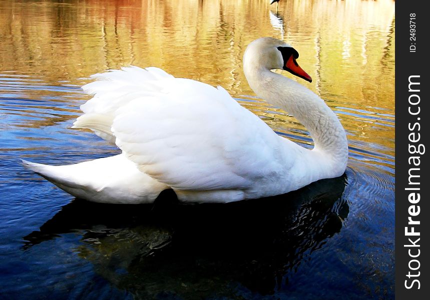 Beautiful swan swimming around in a pond