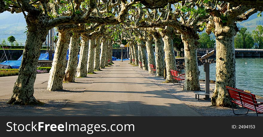 Avenue of plane trees in Rapperswill-Switzerland