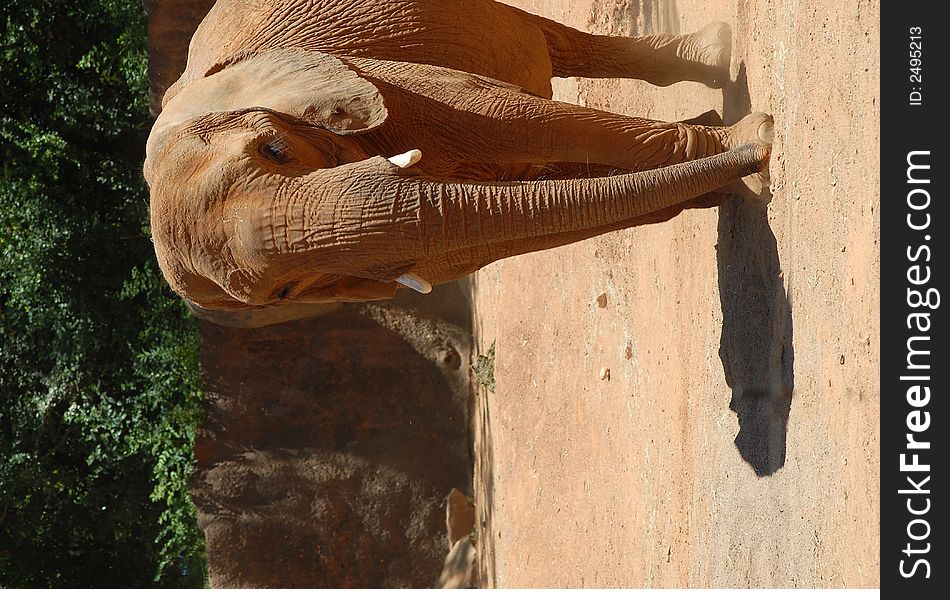 Photographed Elephant at local theme park.