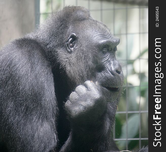 Portrait of nice gorilla male. Portrait of nice gorilla male