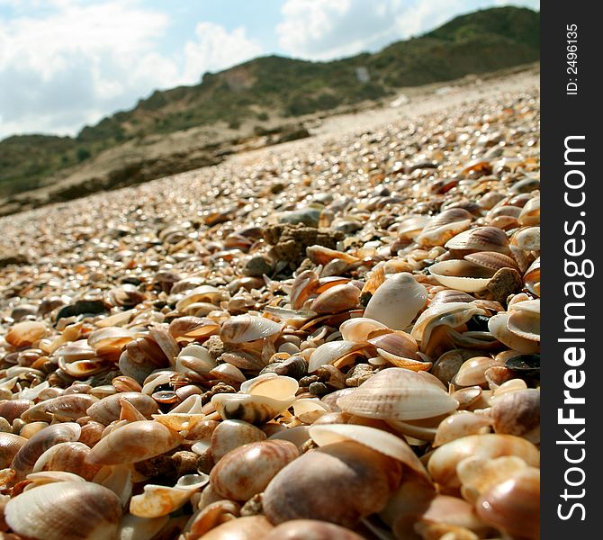 Picture of a lots of sea shells on the sea shore