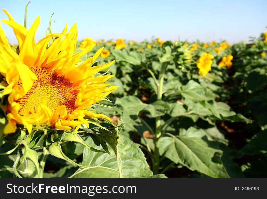 Sunflowers on the huge field