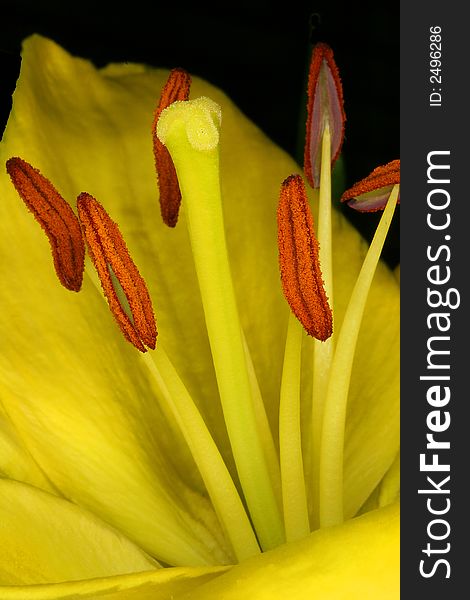 Macro image of a Yellow Lily.