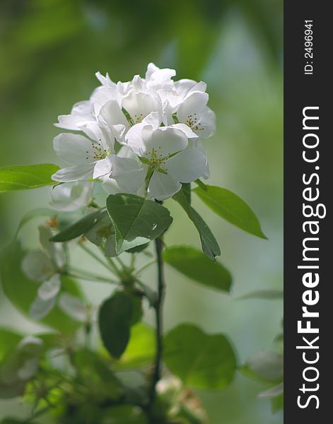 Spring flower apple-tree  (white rose). Spring flower apple-tree  (white rose)