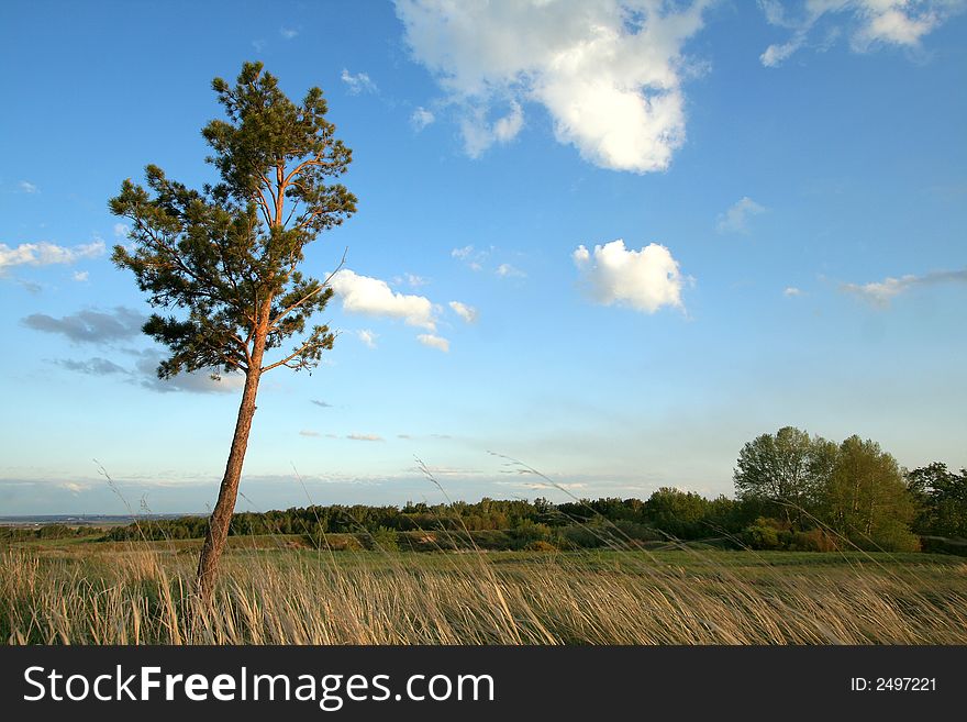 Lonely pine on a glade