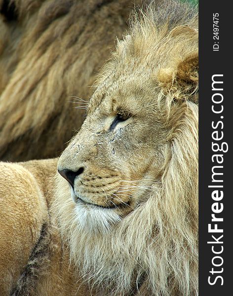 Portrait of a male Lion. Portrait of a male Lion