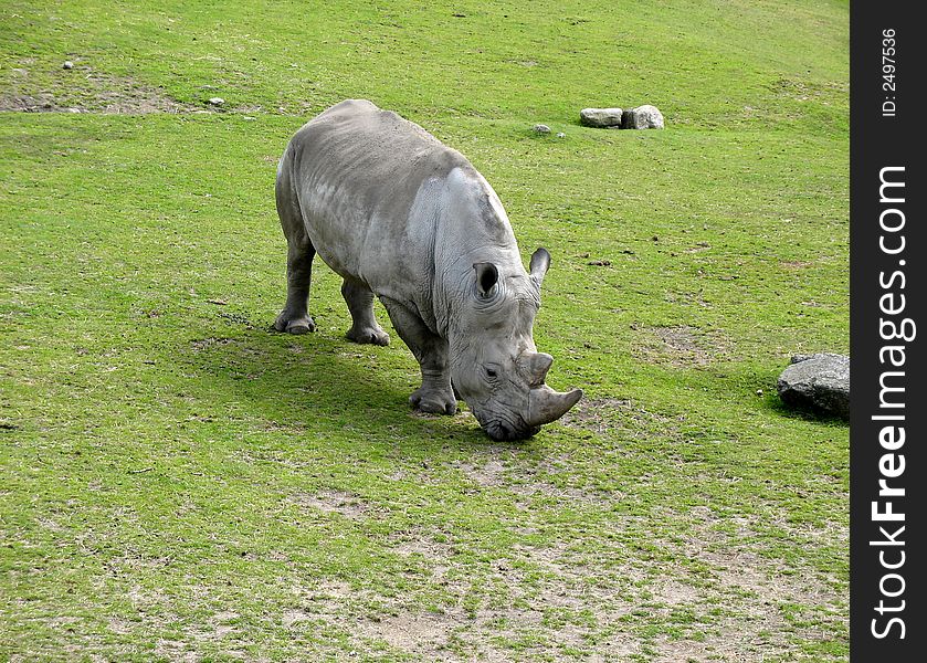 Rhino trying to get some grass to eat