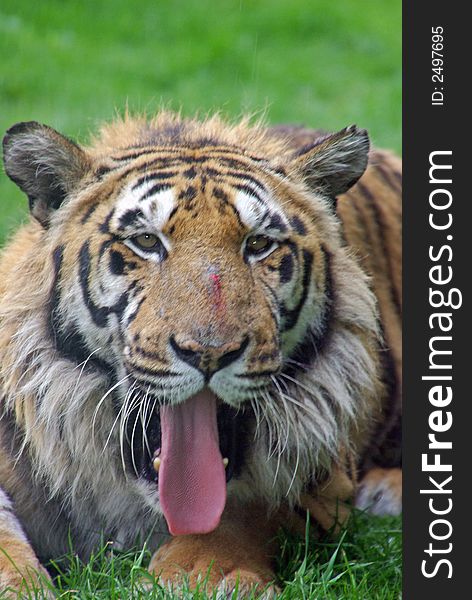 Indian Tiger with it's Tongue Out