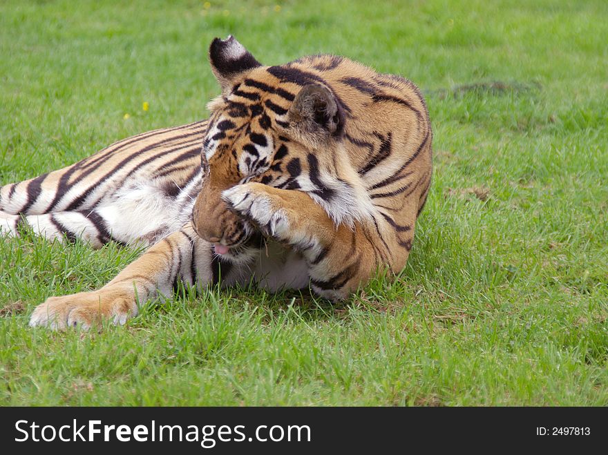 Samartran Tiger Washing his Face.