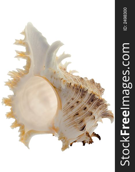 Spiral shell on white