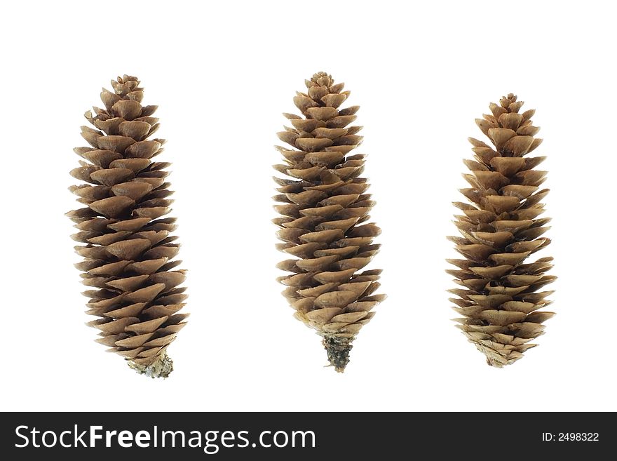 Close-up of fir Cone isolated on white