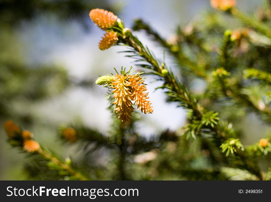 Fir Branches with orange pollen