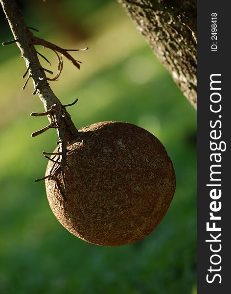 Cannon Ball Tree Fruit