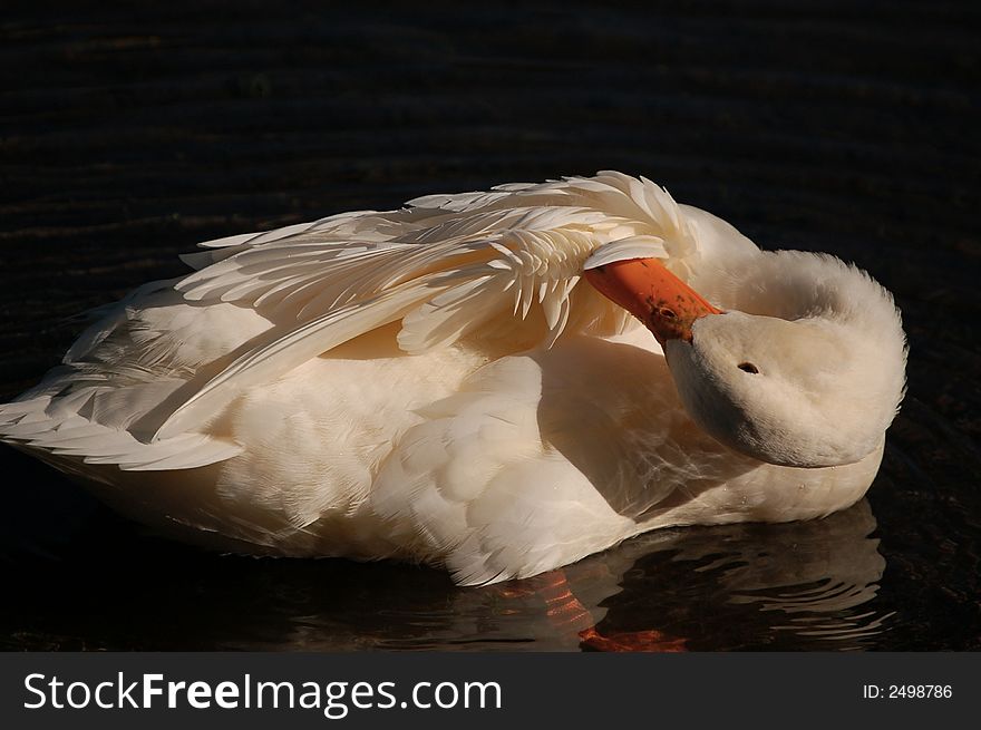 White duck swimming and posing