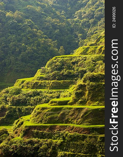 Hapao Rice Terraces, North of Manila, Philippines