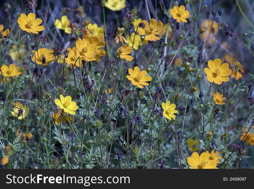 Wild Yellow Flowers Along the Road