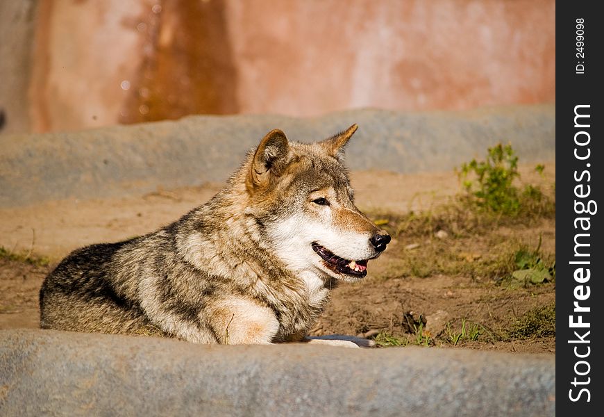 Smiling wolf in the Moscow zoo