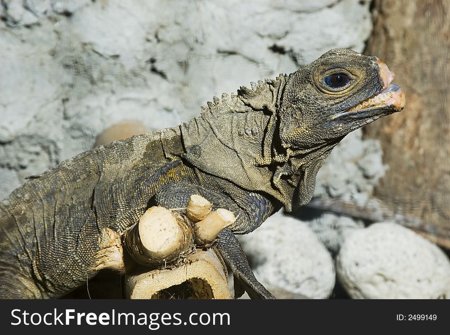 Captured and Caged Monitor Lizard