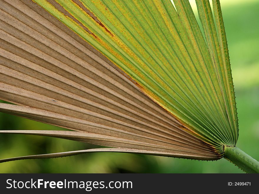 Green palm leaf in the gardens