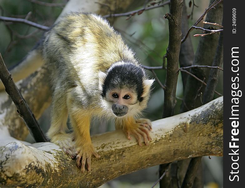 Portrait of common squirrel monkey. Portrait of common squirrel monkey