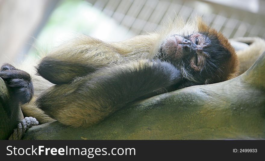 Common squirrel monkey at rest. Common squirrel monkey at rest