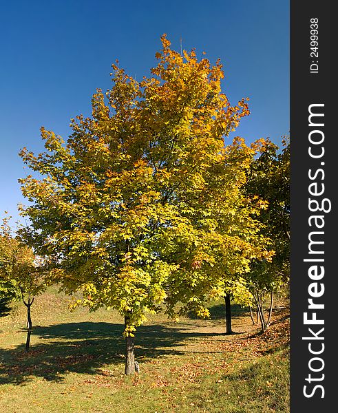 Autumn colorful maple under blue sky. Autumn colorful maple under blue sky