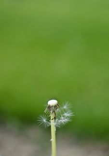 Dandelion Royalty Free Stock Photography Dandelion Royalty Free Stock Photography