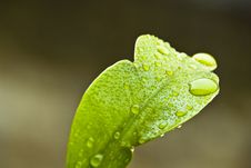 Rain Drops On Leaf Royalty Free Stock Image